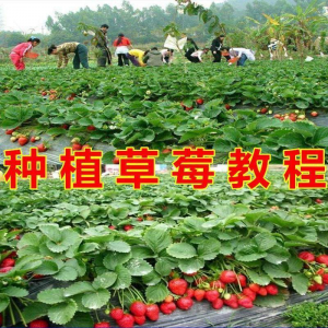 草莓种植技术全套视频教程大全科学培训方法经验大棚栽培教程资料-资源后花园