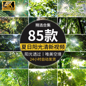 4K夏日阳光透过树叶森林空境升格大自然唯美清新绿叶实拍视频素材-资源后花园