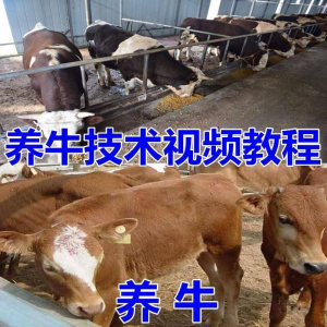 养牛养羊视频教程疾病防治挤奶牛场建设放牧饲养猪技术全套发育-资源后花园